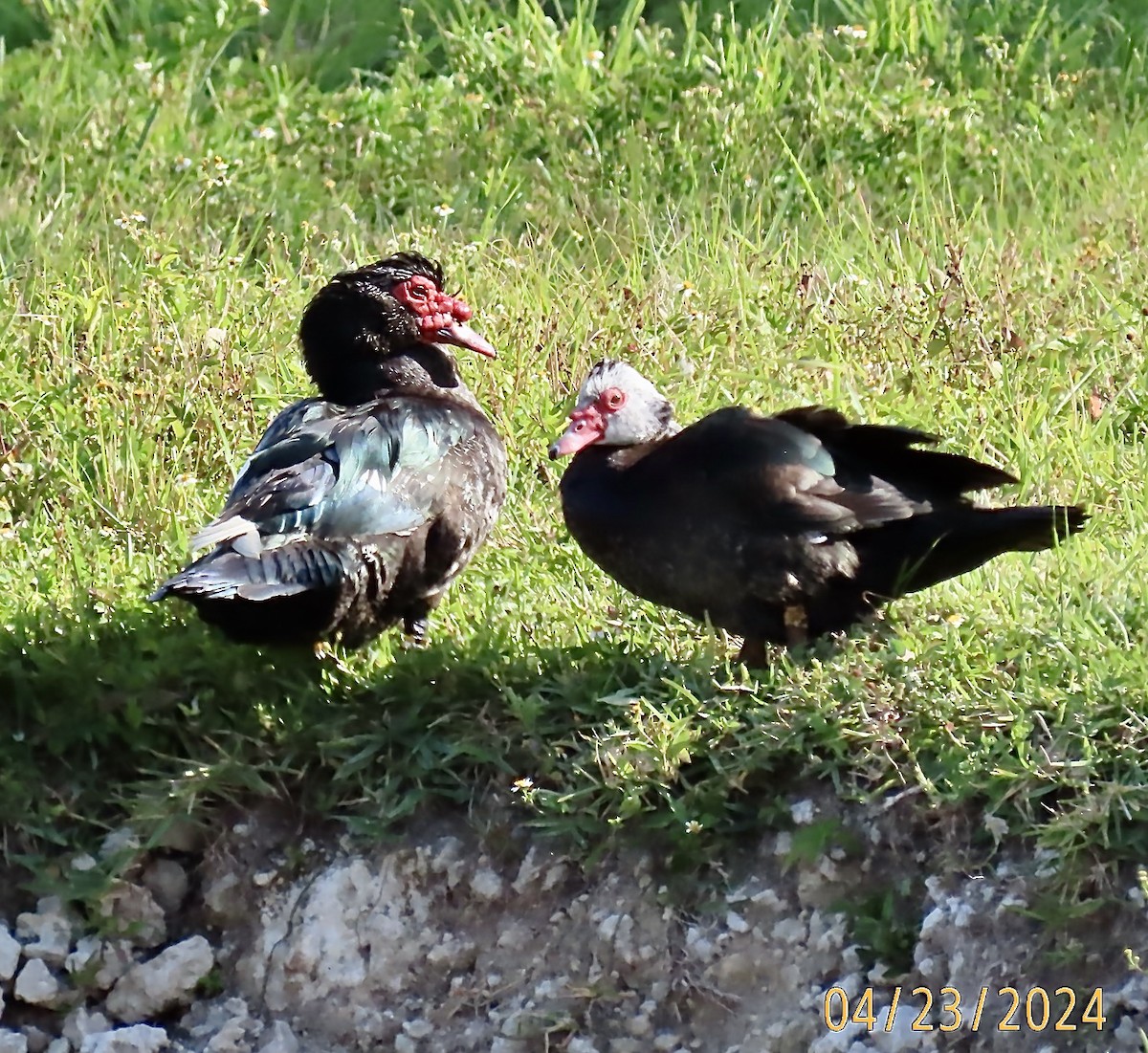 Muscovy Duck (Domestic type) - Rod MacKenzie