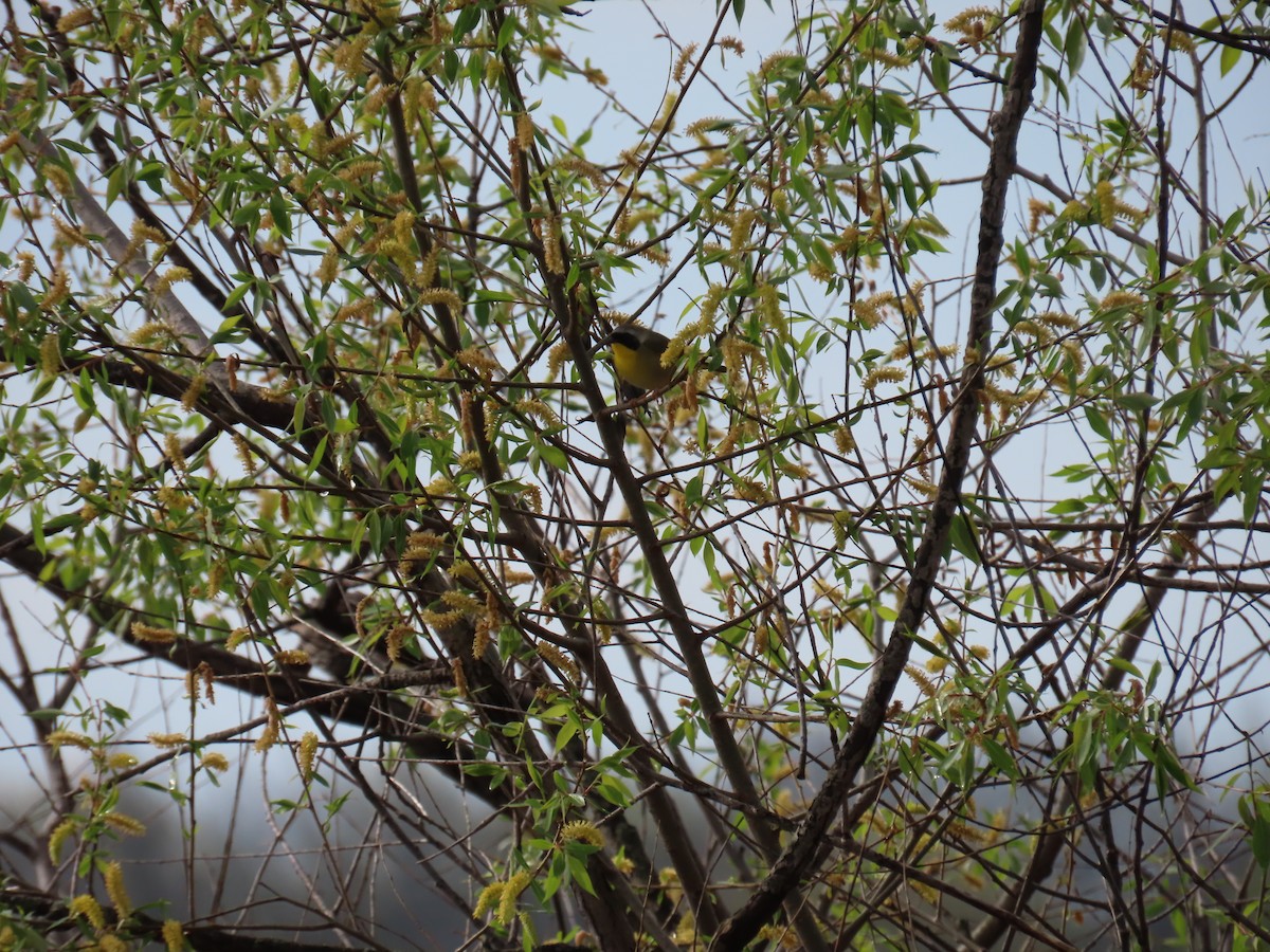 Common Yellowthroat - ML618153552