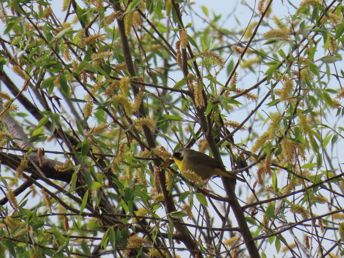 Common Yellowthroat - ML618153557