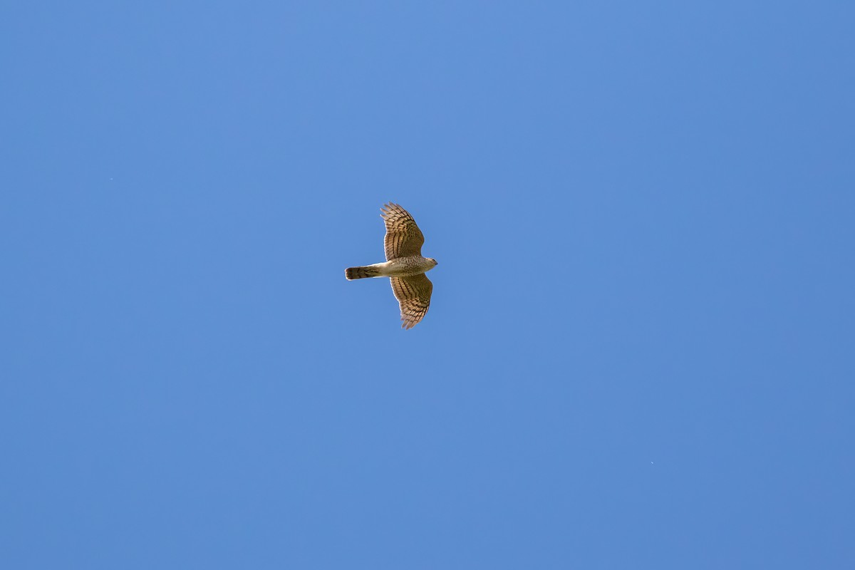 Eurasian Sparrowhawk - Martin  Flack