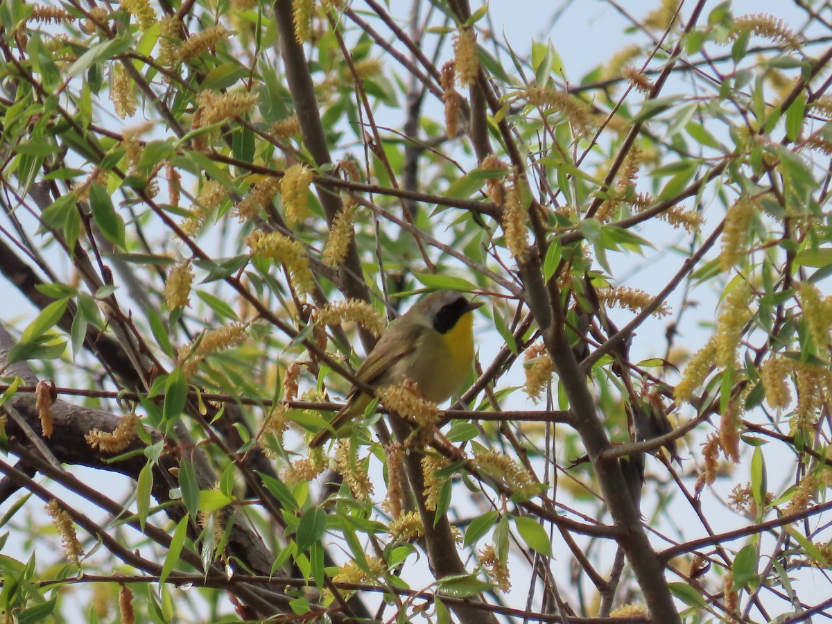 Common Yellowthroat - ML618153568