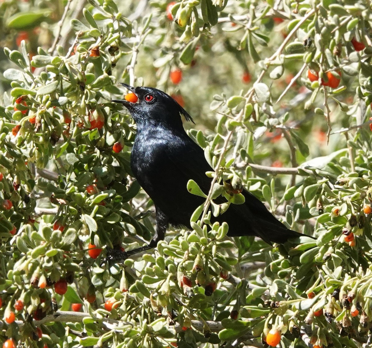 Phainopepla - Dawn Abbott