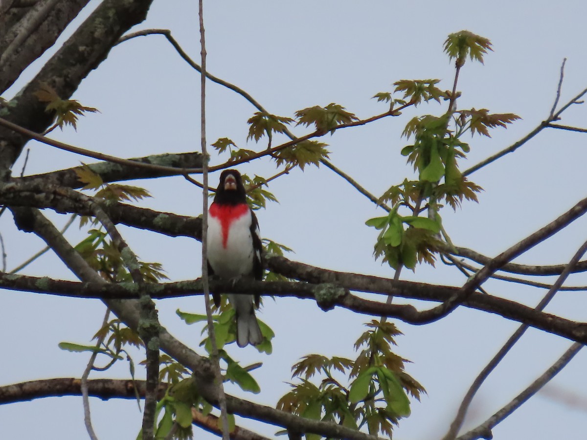 Rose-breasted Grosbeak - ML618153573