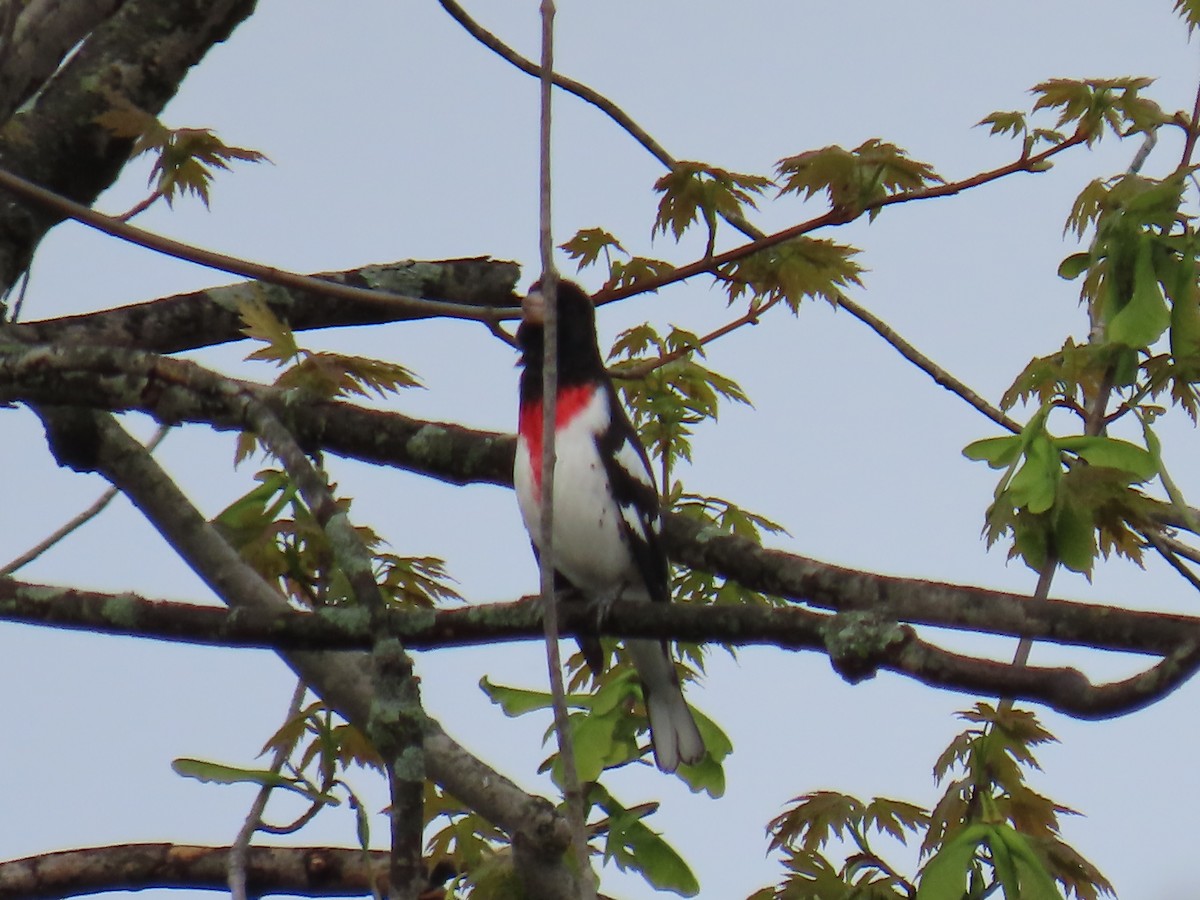 Rose-breasted Grosbeak - ML618153575