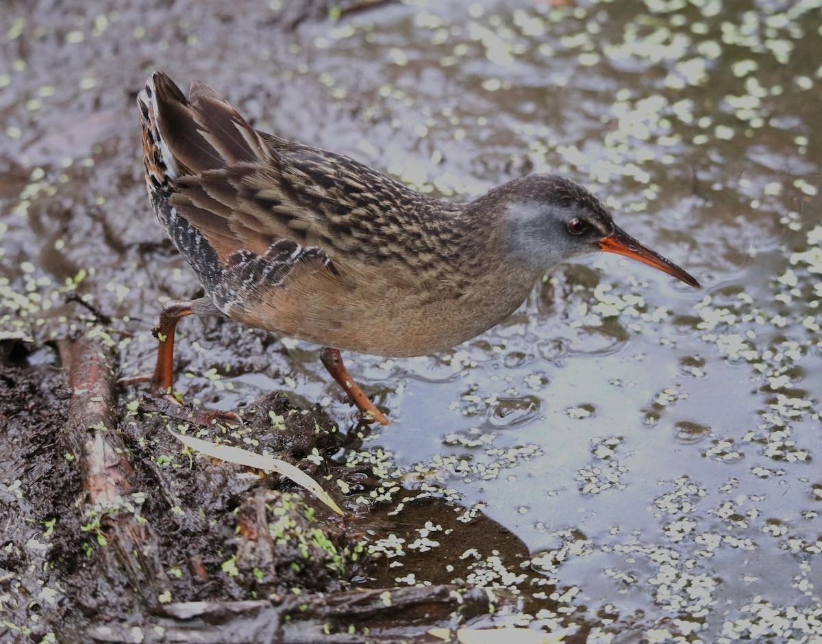 Virginia Rail (Virginia) - ML618153582