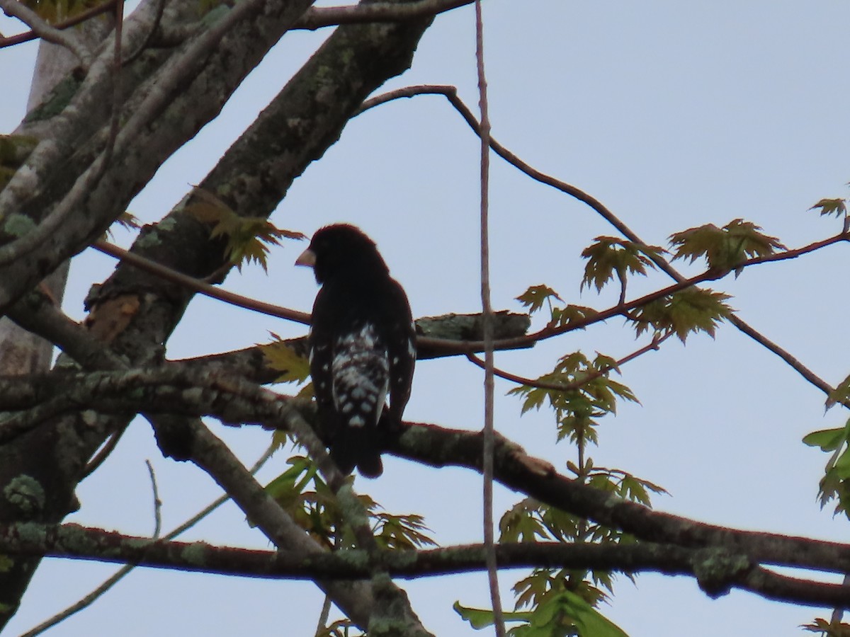 Rose-breasted Grosbeak - ML618153583