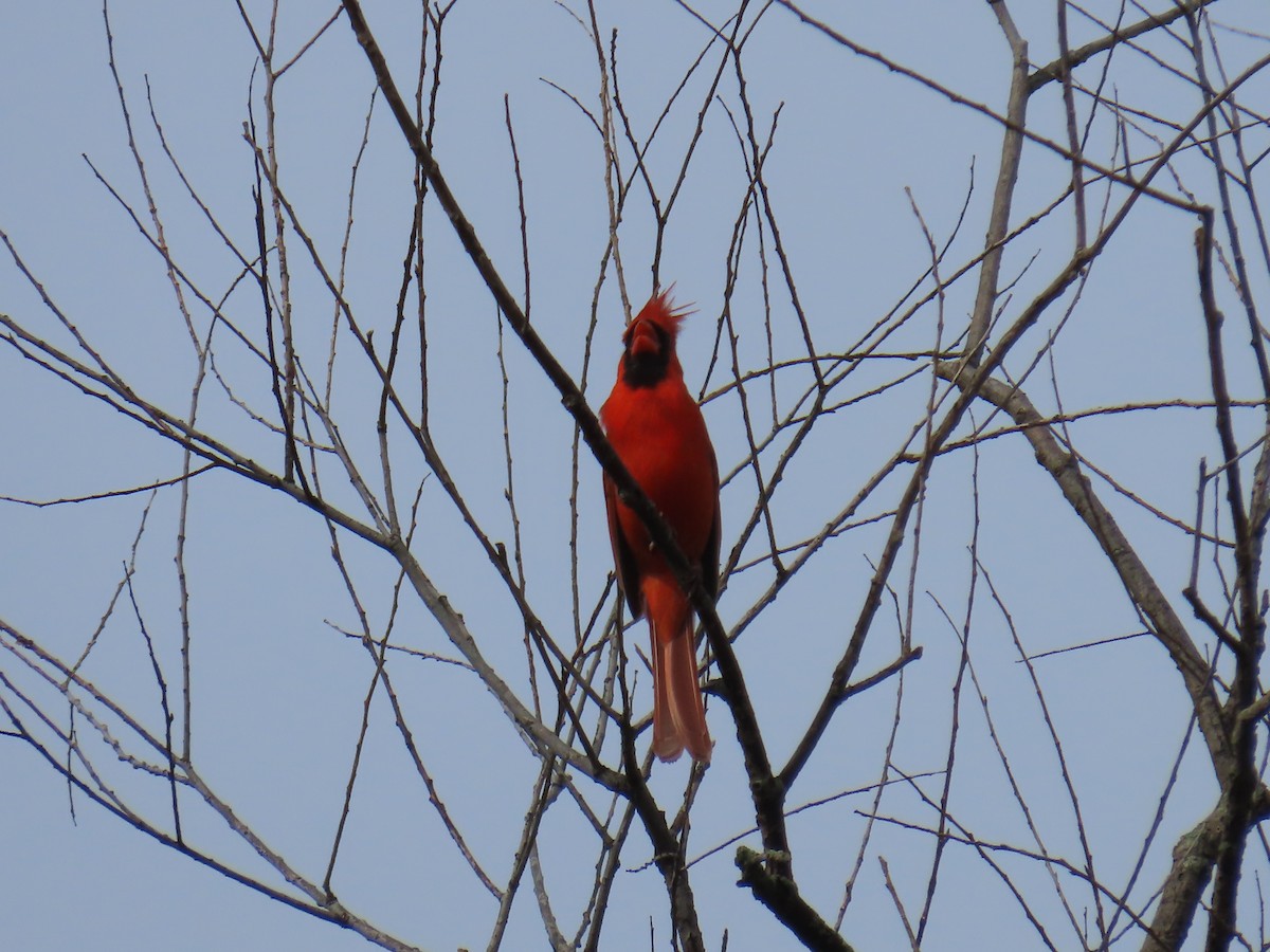 Northern Cardinal - Elizabeth Ferber