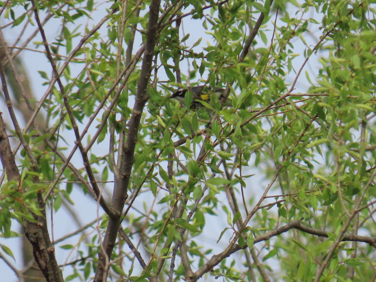 Yellow-rumped Warbler - ML618153593