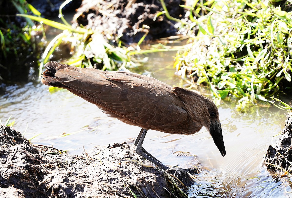 Hamerkop - Captain SUBHASH DAS