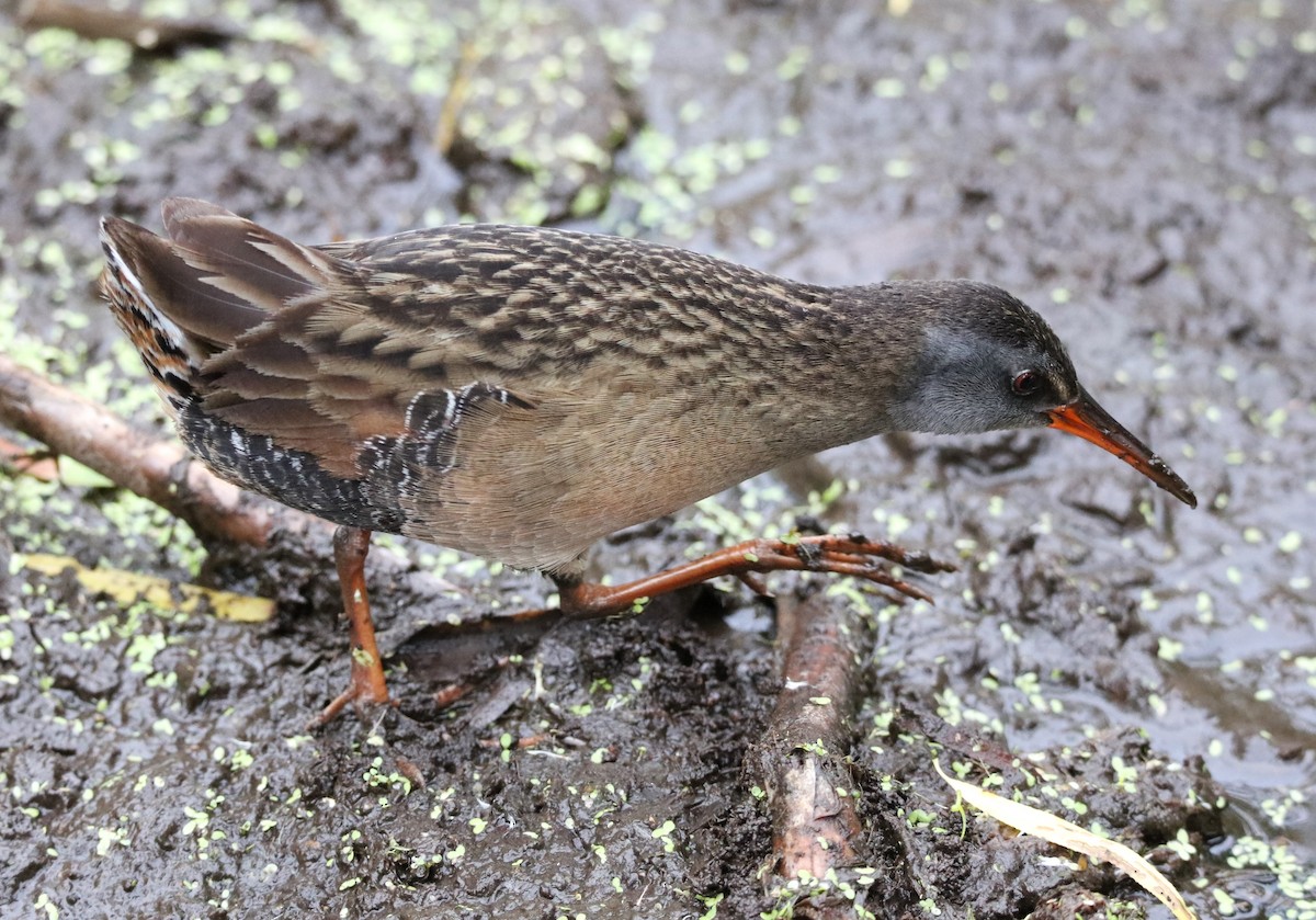 Virginia Rail (Virginia) - ML618153620