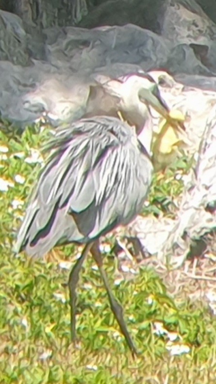 Great Blue Heron - Brandon Hoyt