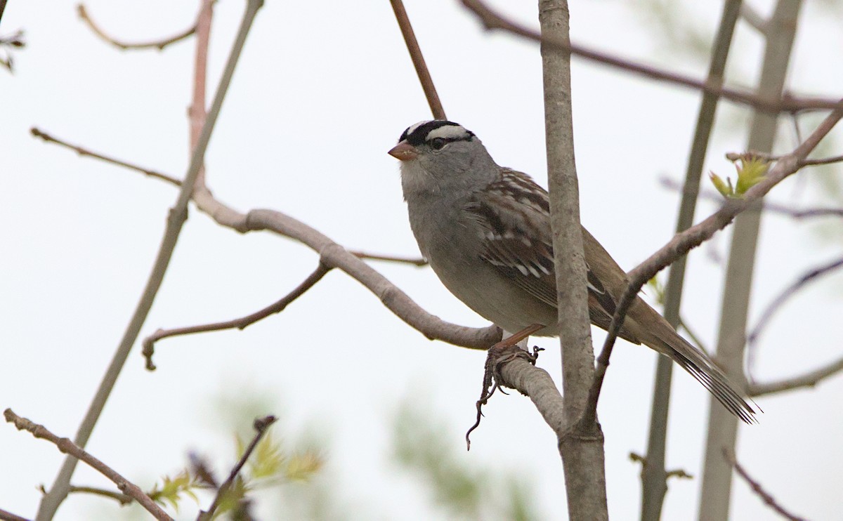 White-crowned Sparrow - Brian Lemons