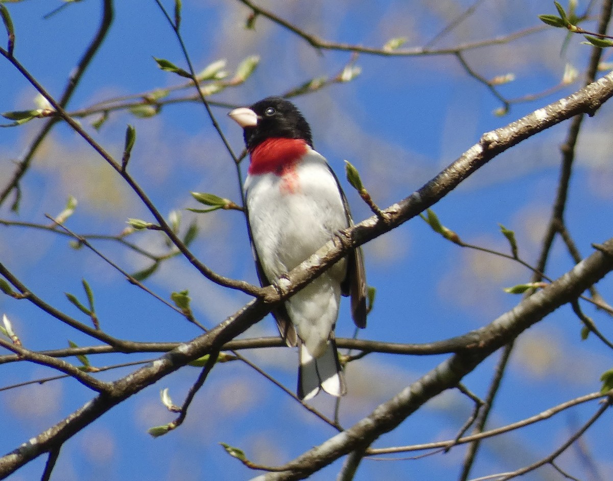 Rose-breasted Grosbeak - Nathaniel Axtell