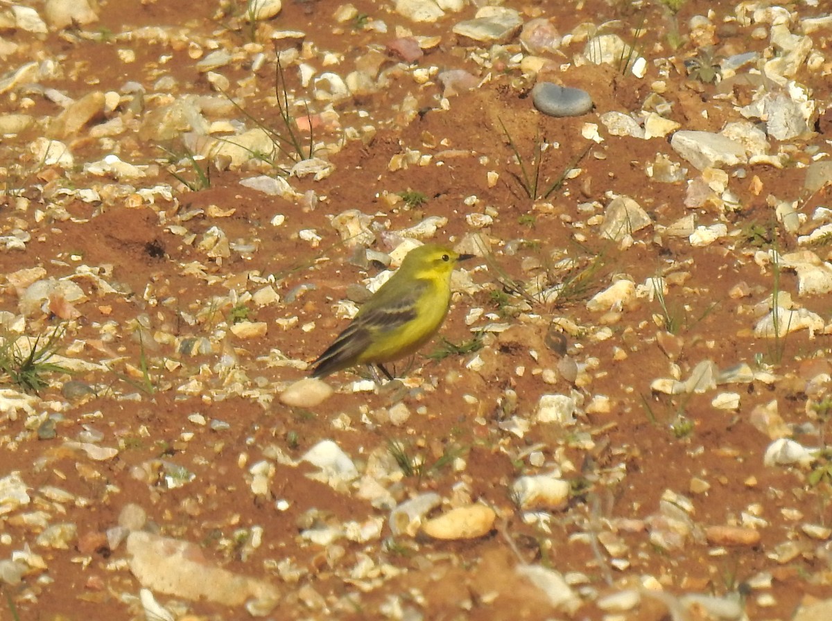 Western Yellow Wagtail - Chris Leonard