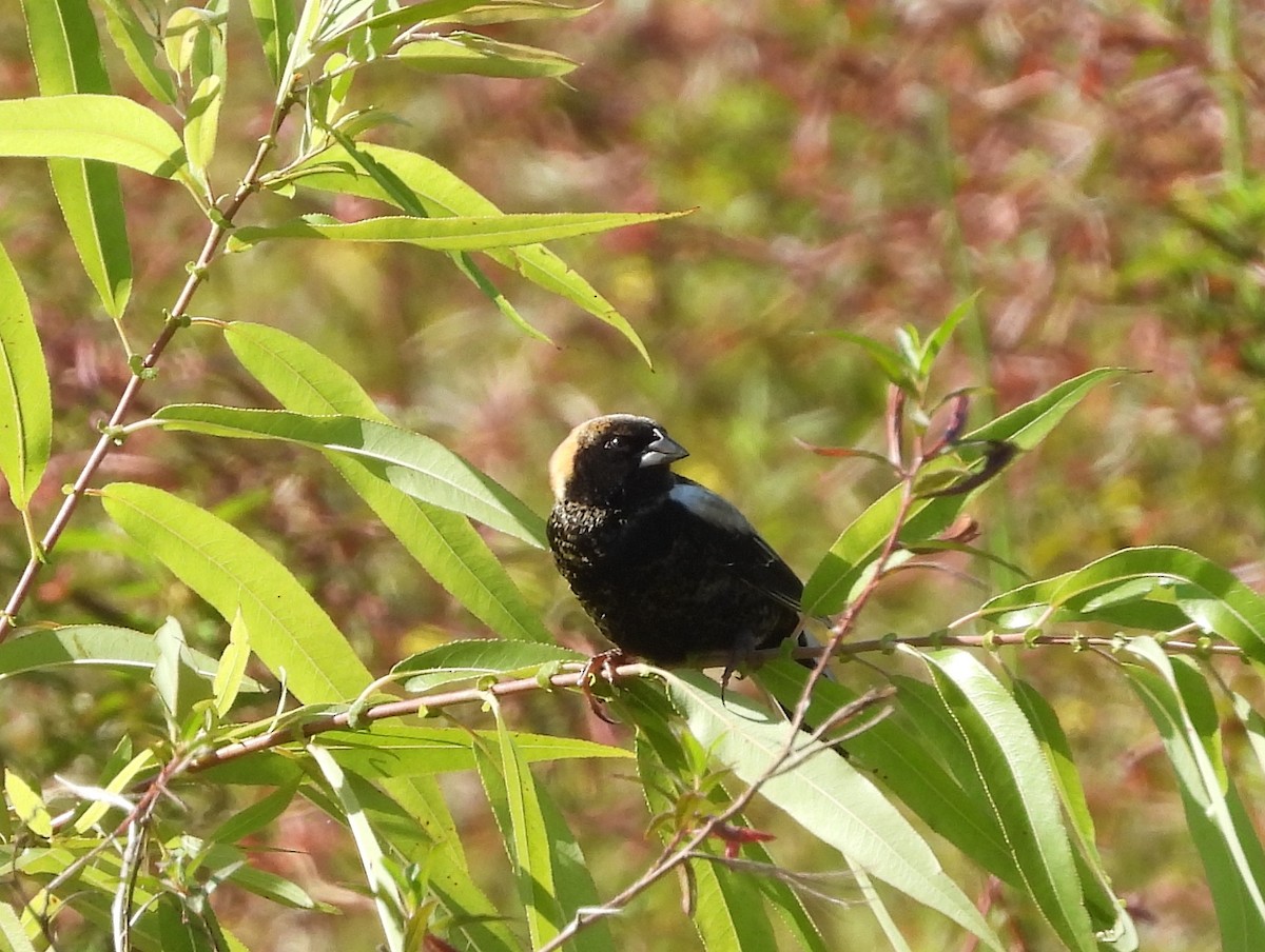 Bobolink - Christine Rowland