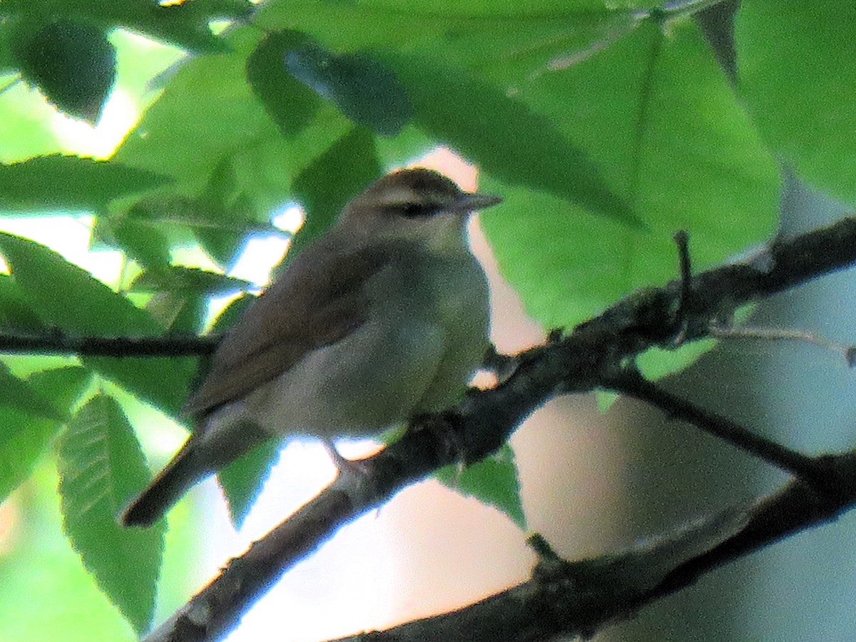 Swainson's Warbler - Marc Ribaudo