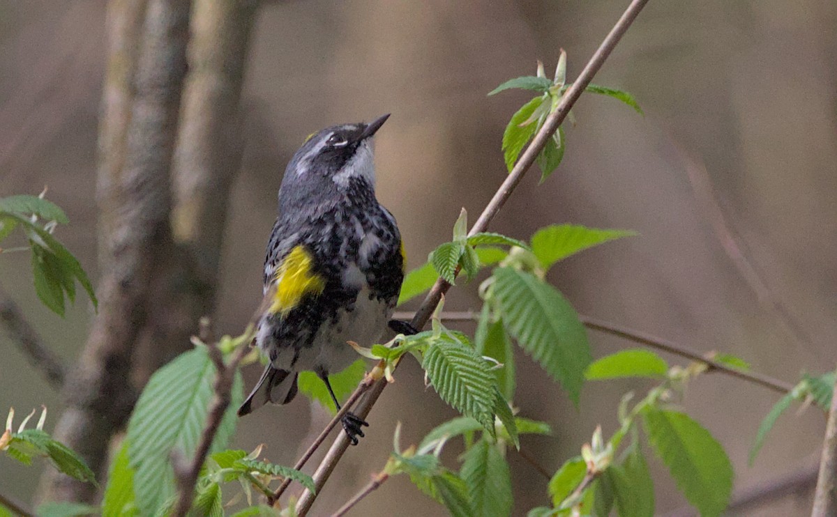 Yellow-rumped Warbler - Brian Lemons