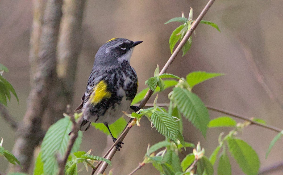 Yellow-rumped Warbler - Brian Lemons