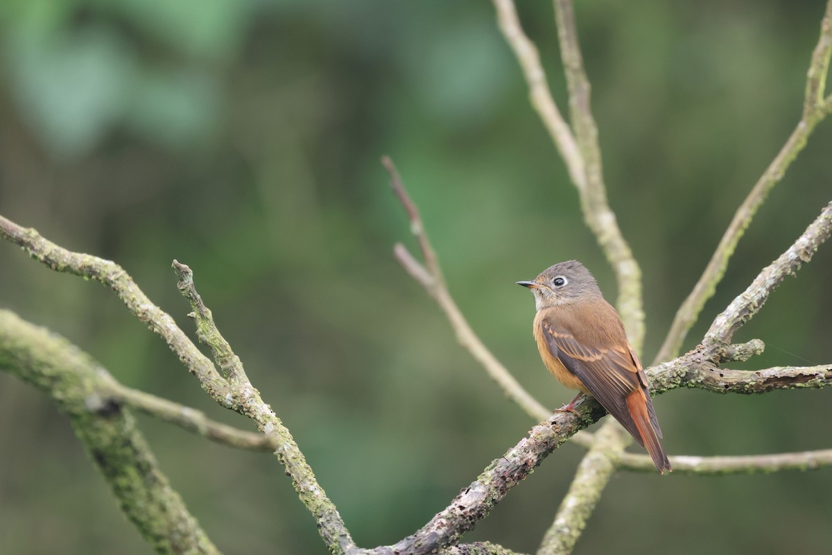 Ferruginous Flycatcher - Chi-Hsuan Shao