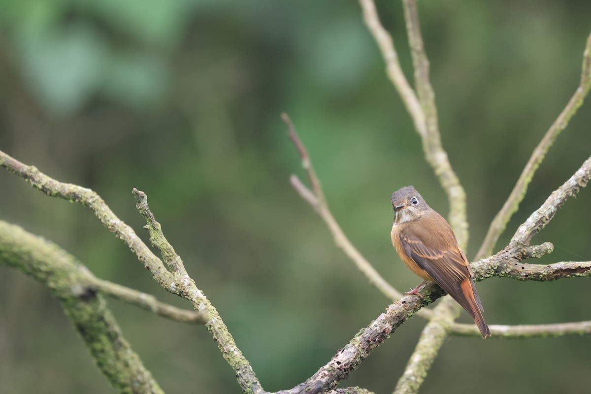 Ferruginous Flycatcher - Chi-Hsuan Shao