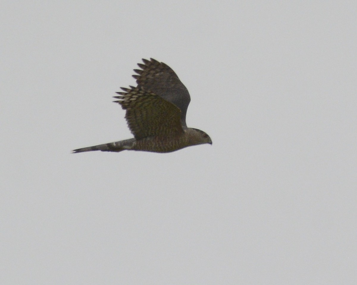 Cooper's Hawk - David Kennedy