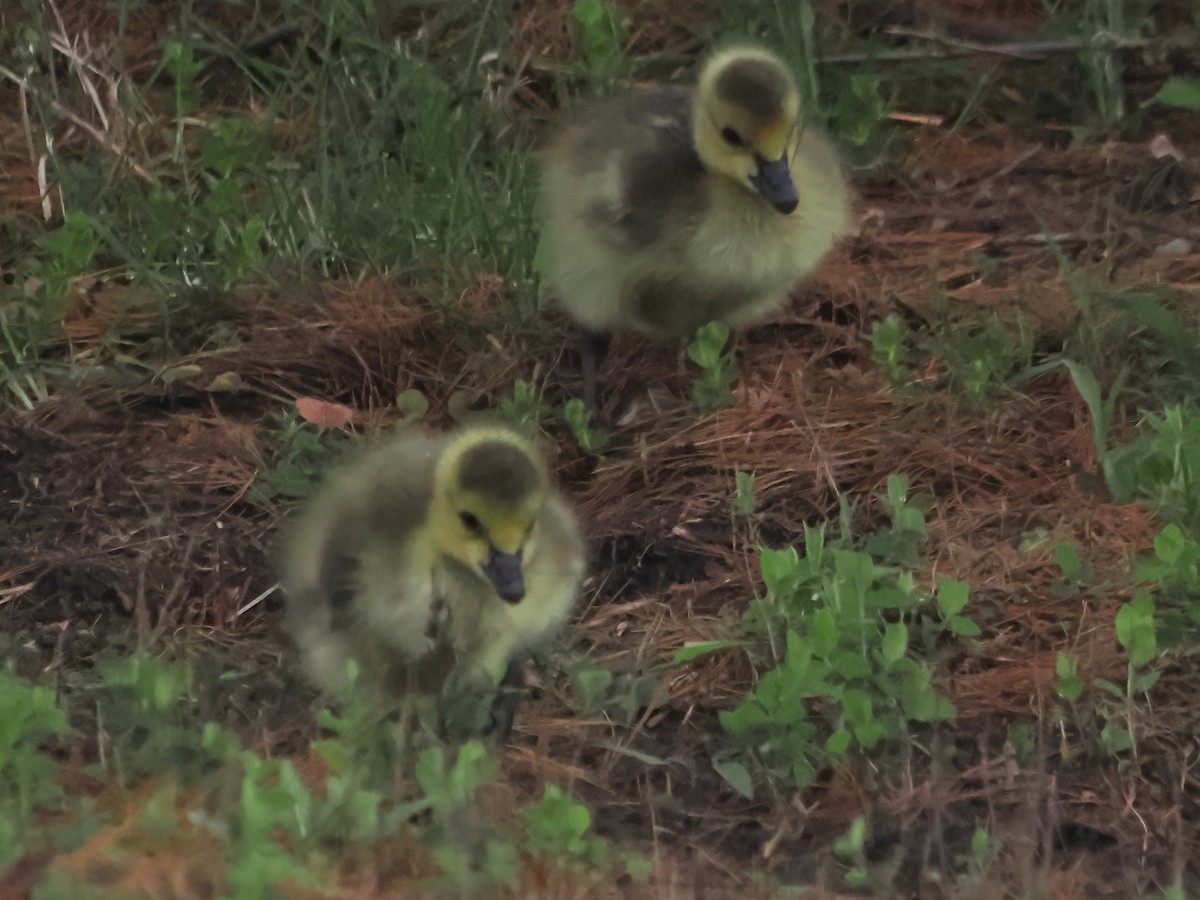 Canada Goose - John Felton