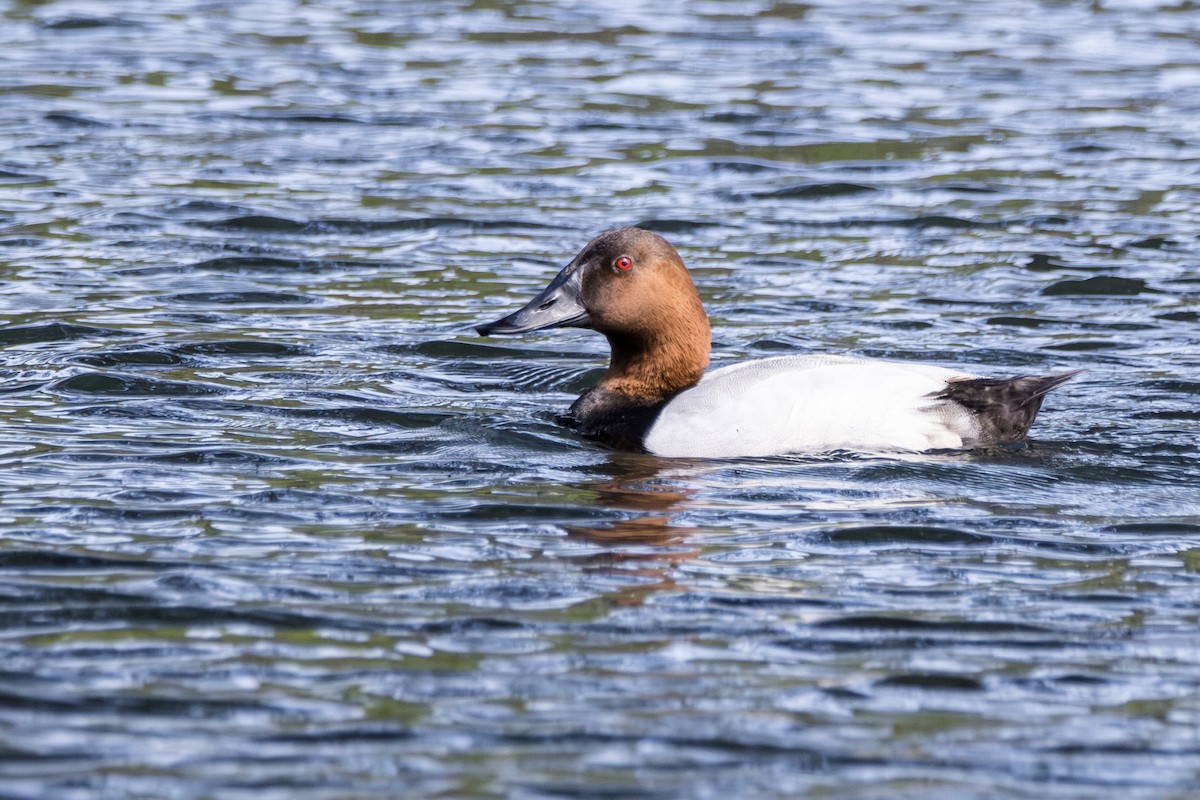 Canvasback - Michael Gilbert