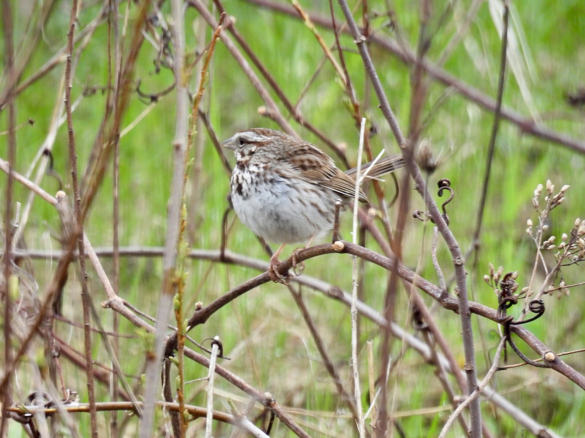 Song Sparrow - Marilyn Hubley