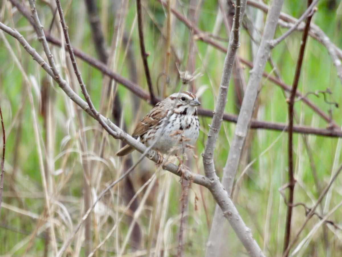 Song Sparrow - Marilyn Hubley