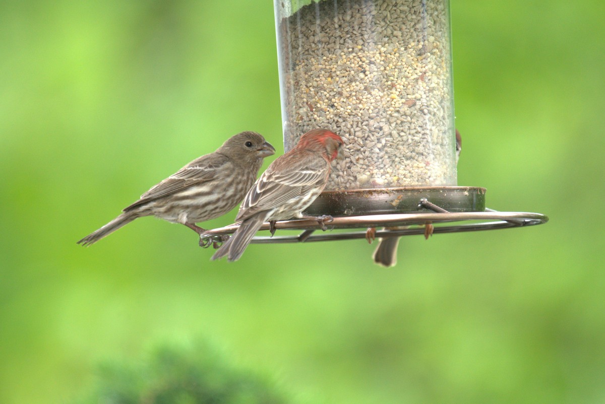 House Finch - Cindy & Gene Cunningham