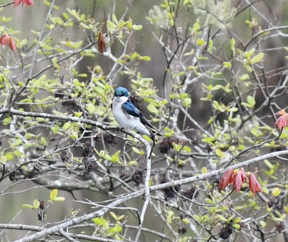 Tree Swallow - ML618153723