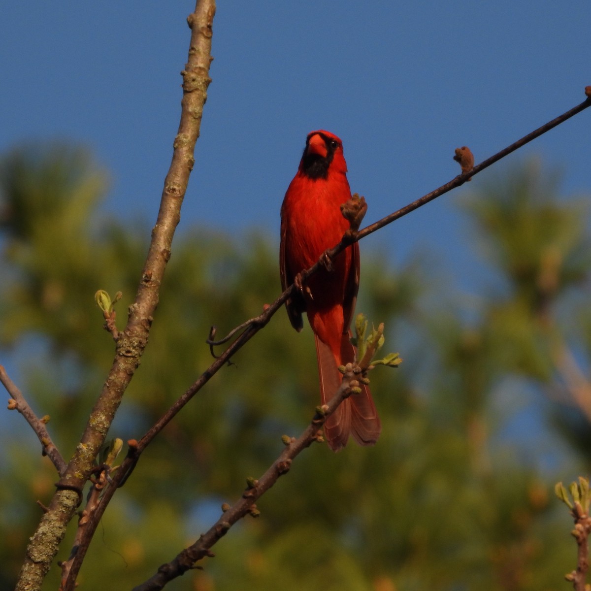 Northern Cardinal - Cathy Hagstrom