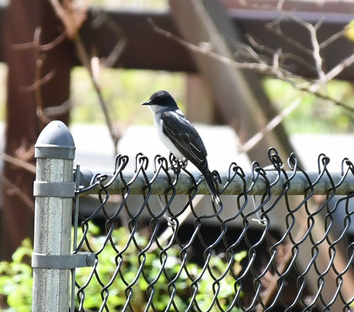 Eastern Kingbird - ML618153745