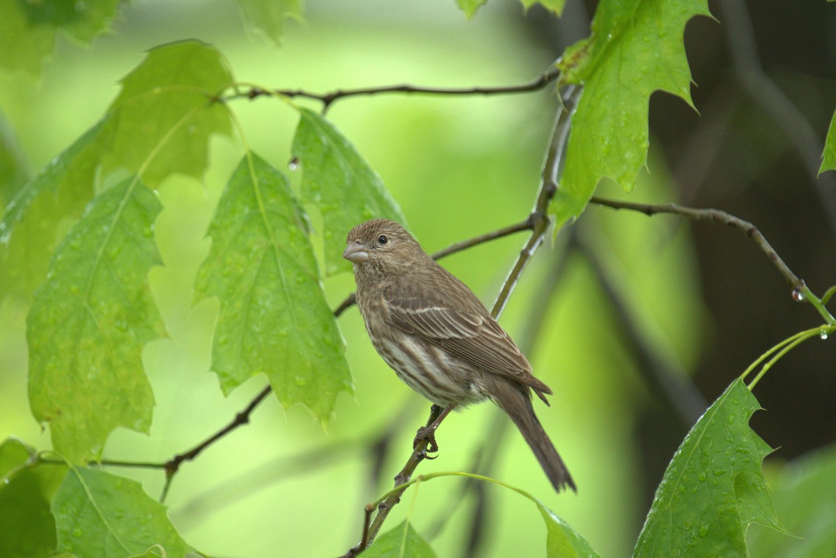 House Finch - Cindy & Gene Cunningham