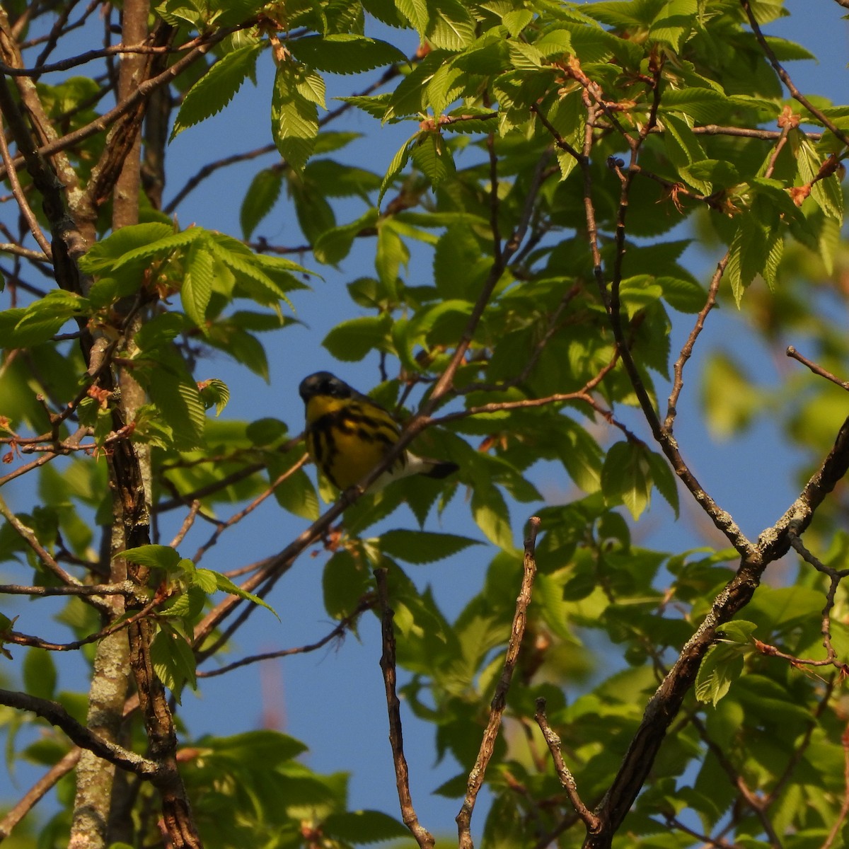 Magnolia Warbler - Cathy Hagstrom