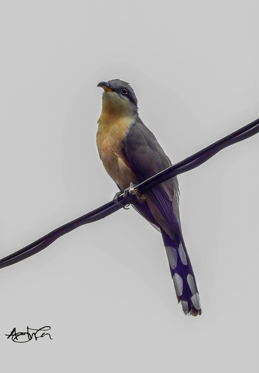 Mangrove Cuckoo - ML618153767