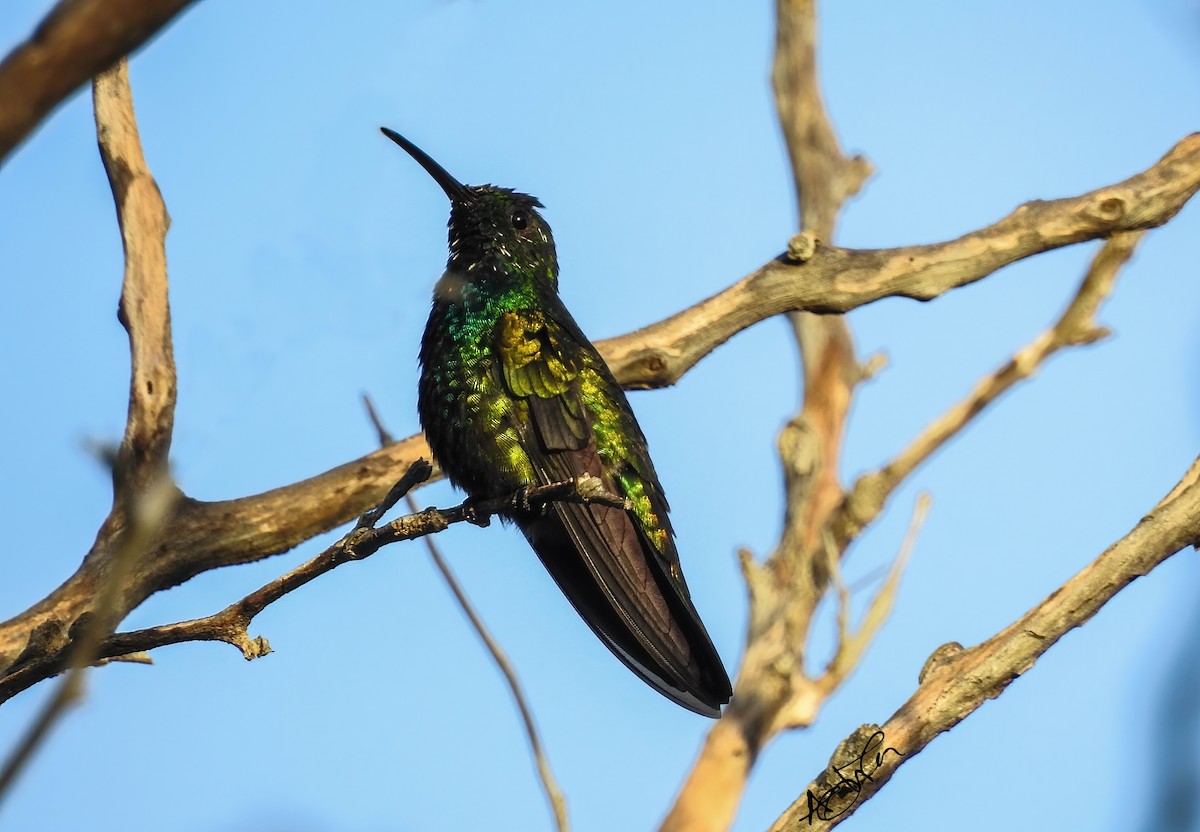 Green-breasted Mango - ML618153774