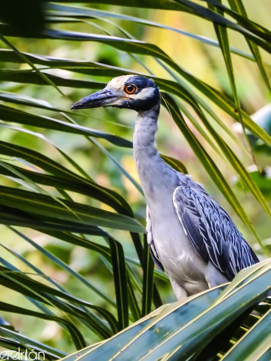 Yellow-crowned Night Heron - Adrian Garcia