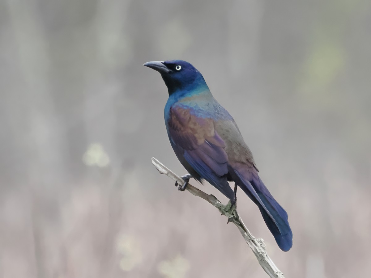 Common Grackle - John Felton