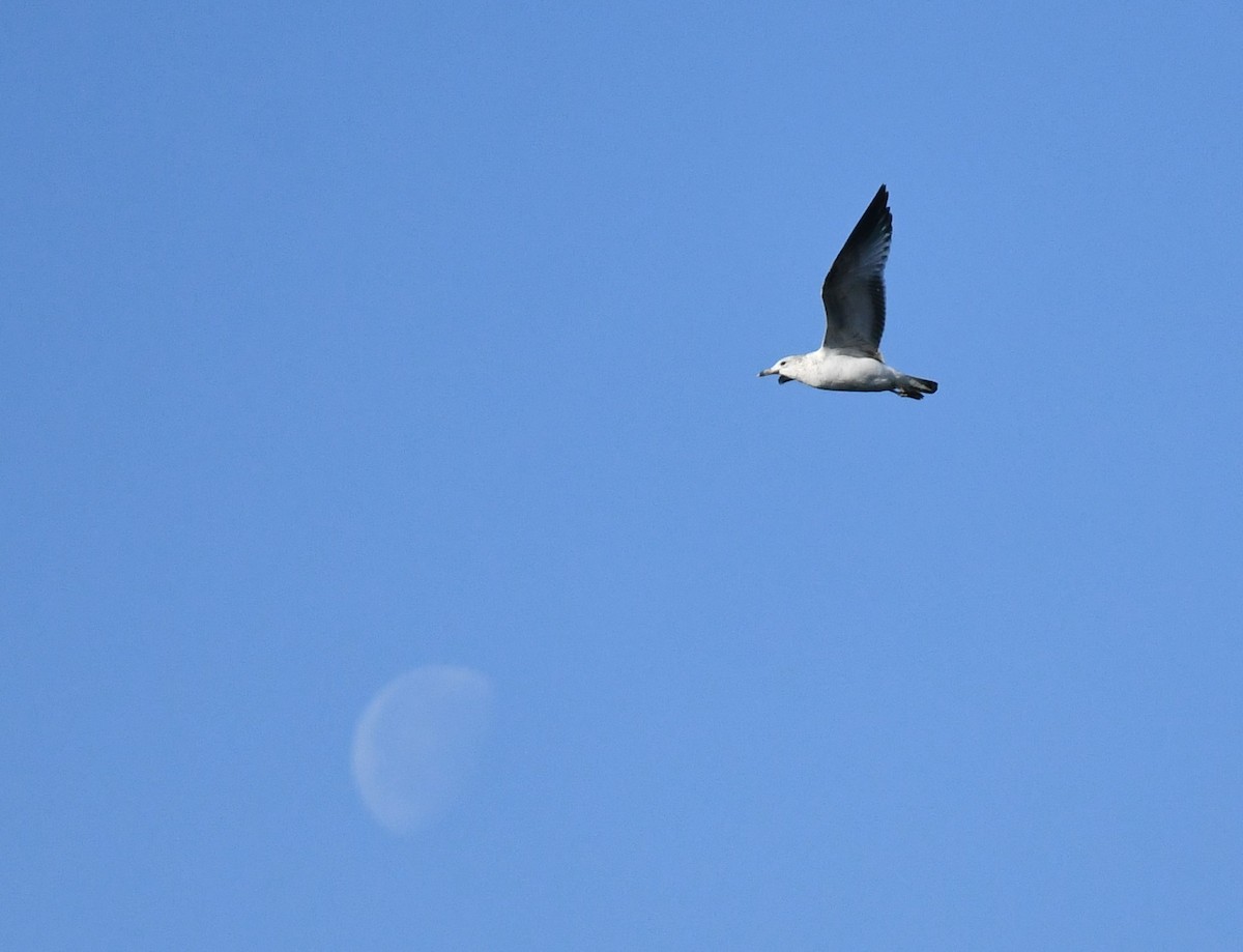 Ring-billed Gull - ML618153788