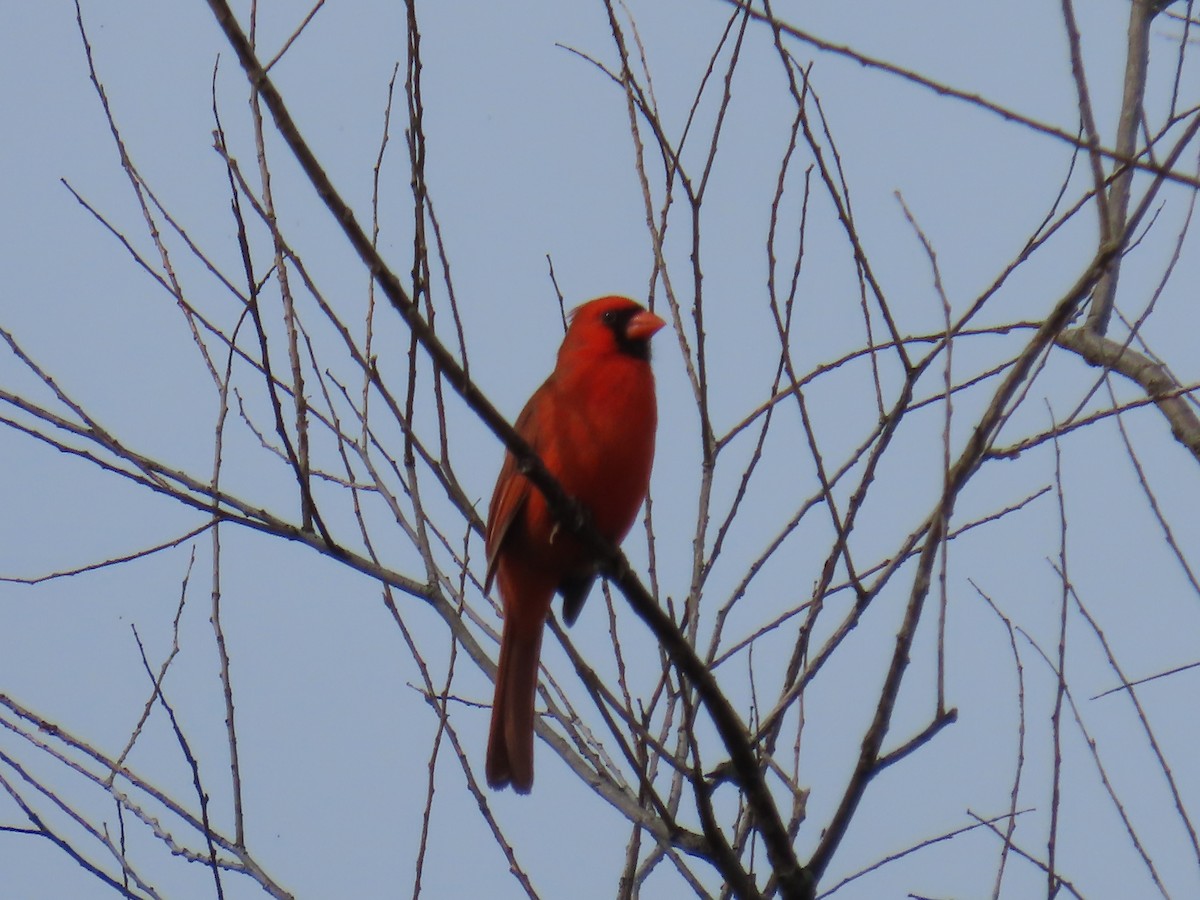 Northern Cardinal - ML618153791