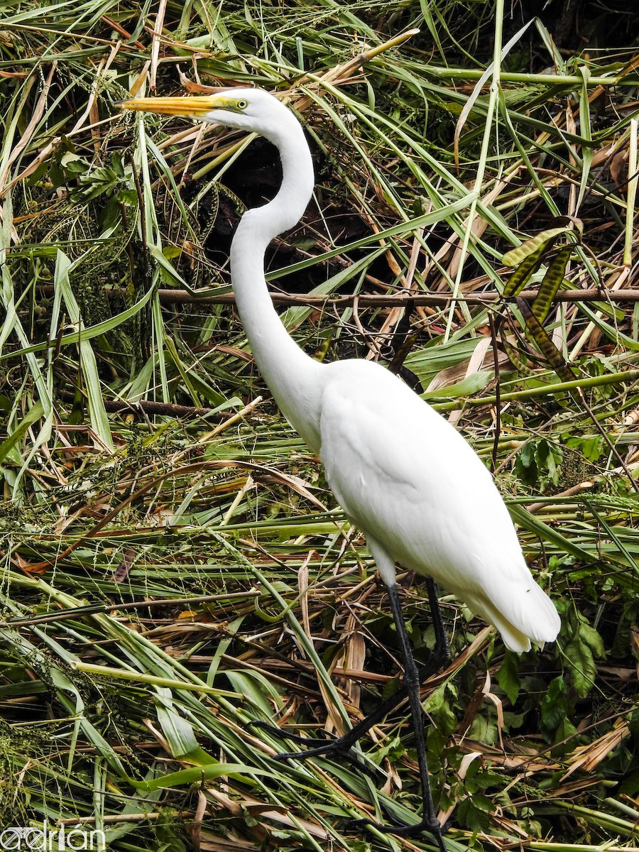 Great Egret - Adrian Garcia