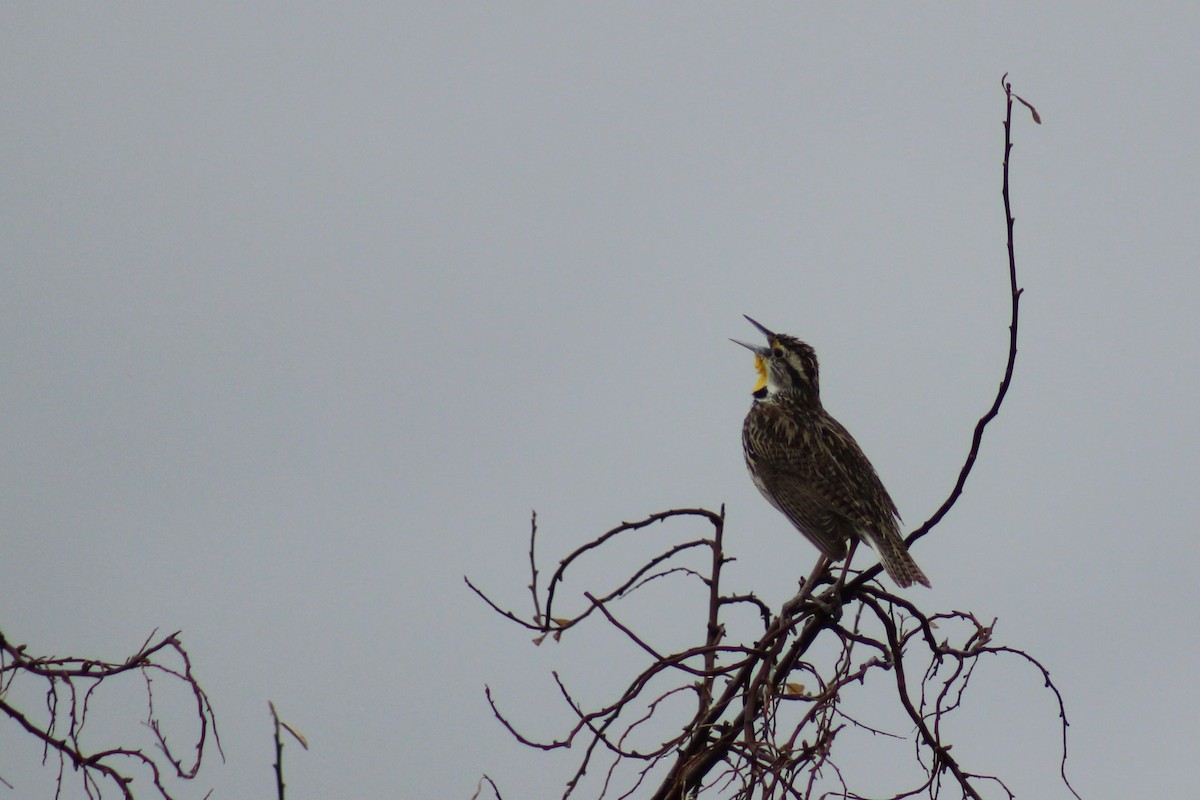 Western Meadowlark - Brandon Nehring