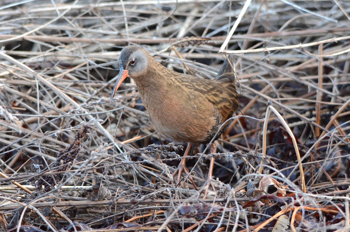 Virginia Rail - Steve Mierzykowski