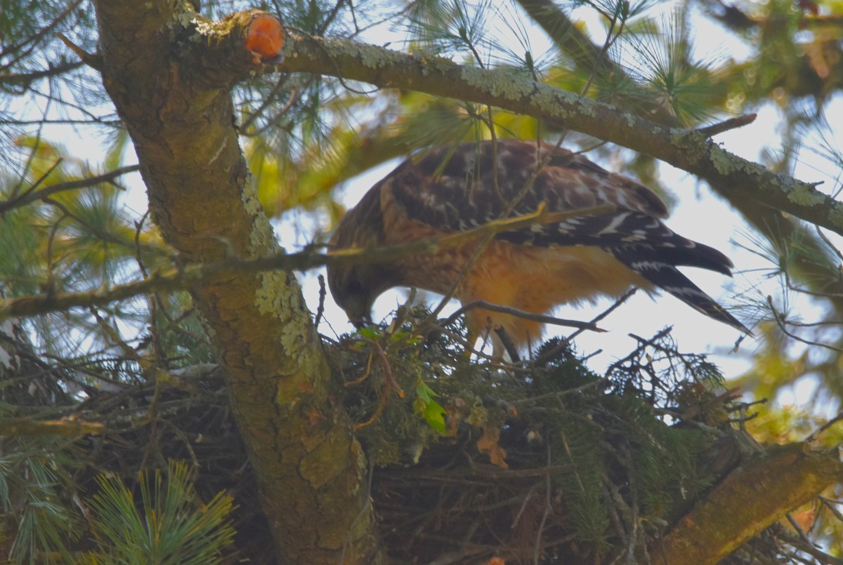 Red-shouldered Hawk - Old Sam Peabody