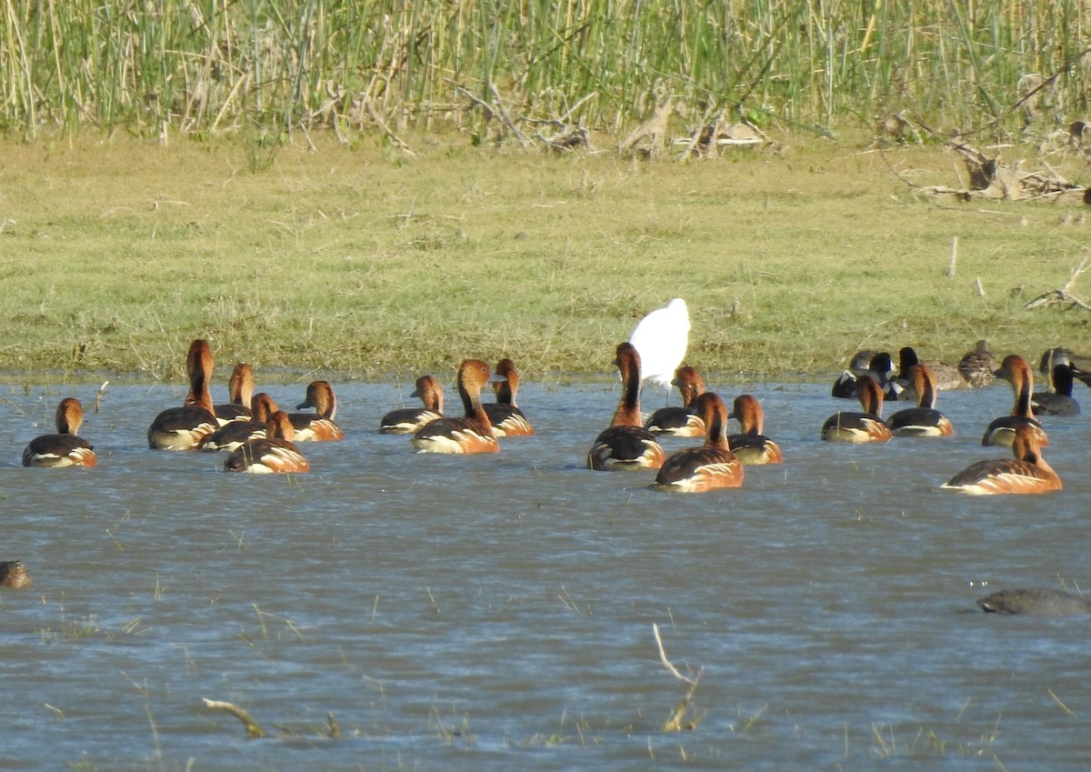 Fulvous Whistling-Duck - ML618153810