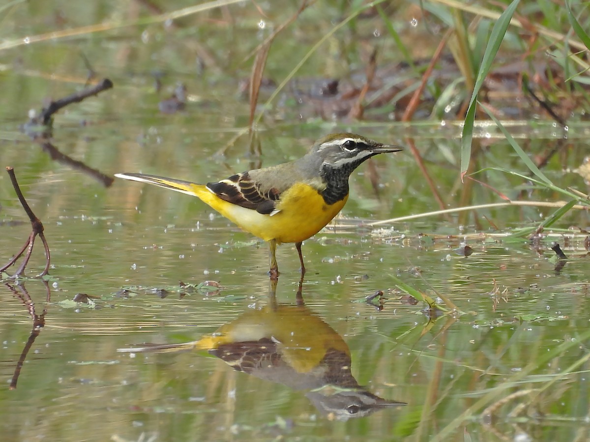 Gray Wagtail - ML618153813