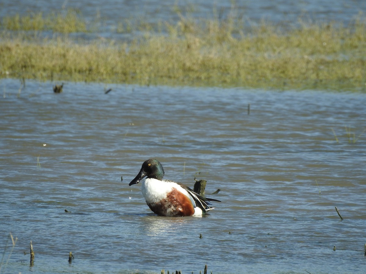 Northern Shoveler - ML618153817