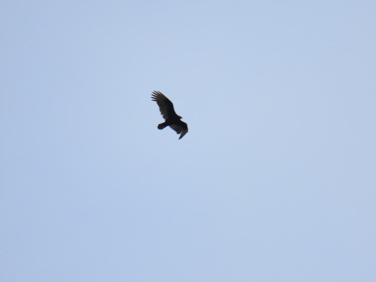 Turkey Vulture - Elizabeth Ferber