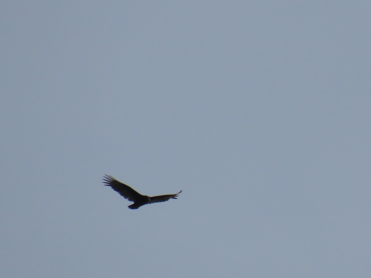 Turkey Vulture - Elizabeth Ferber